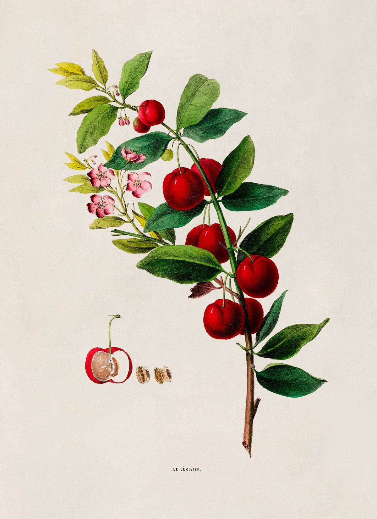 Cherry Tree Botanical Illustration Print, FDA132