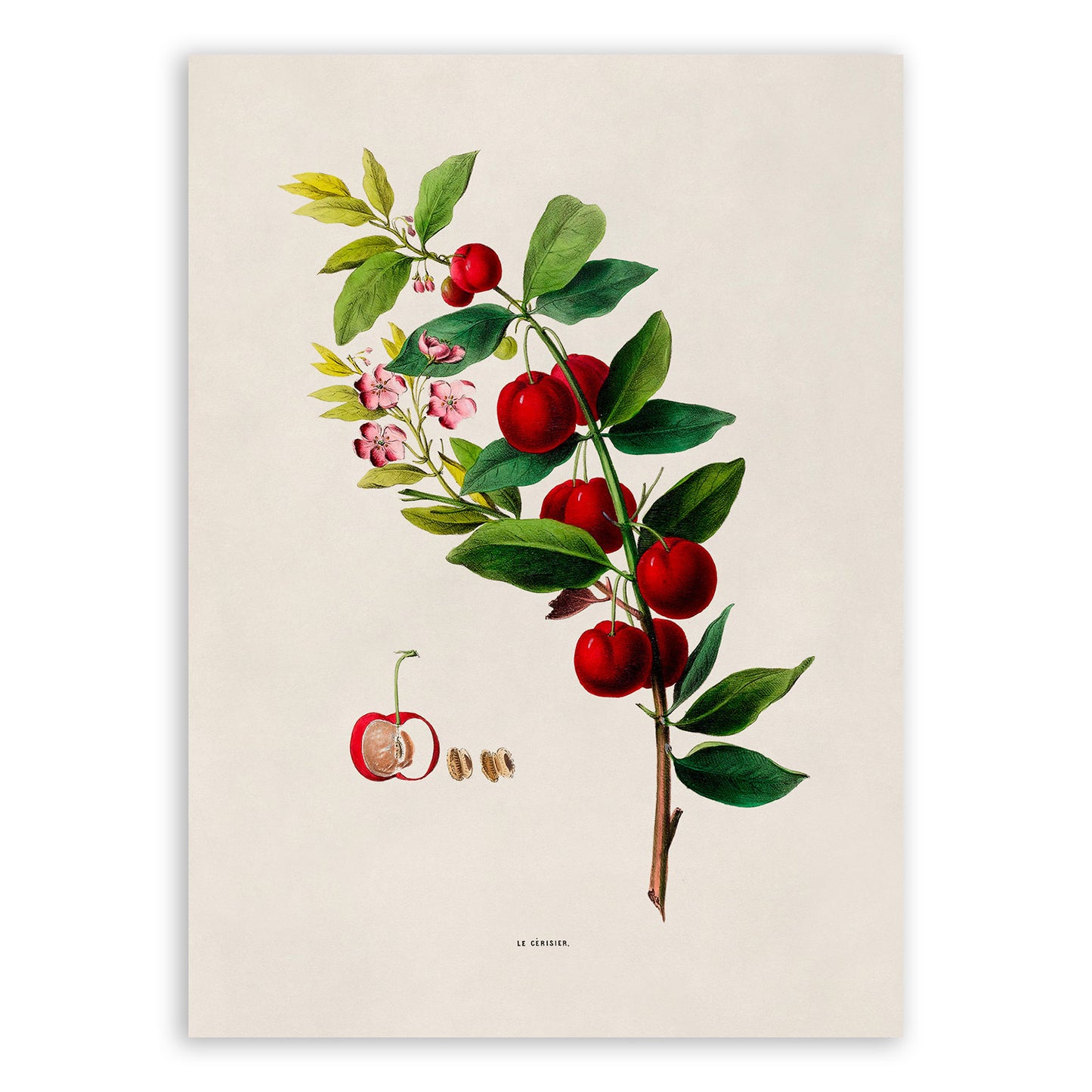 Cherry Tree Botanical Illustration Print, FDA132