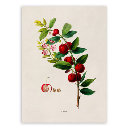 Cherry Tree Botanical Illustration Print, FDA132