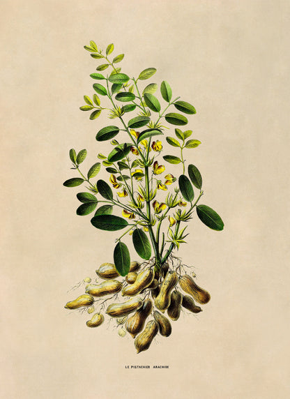 Peanut Plant Botanical Illustration Print, FDA133