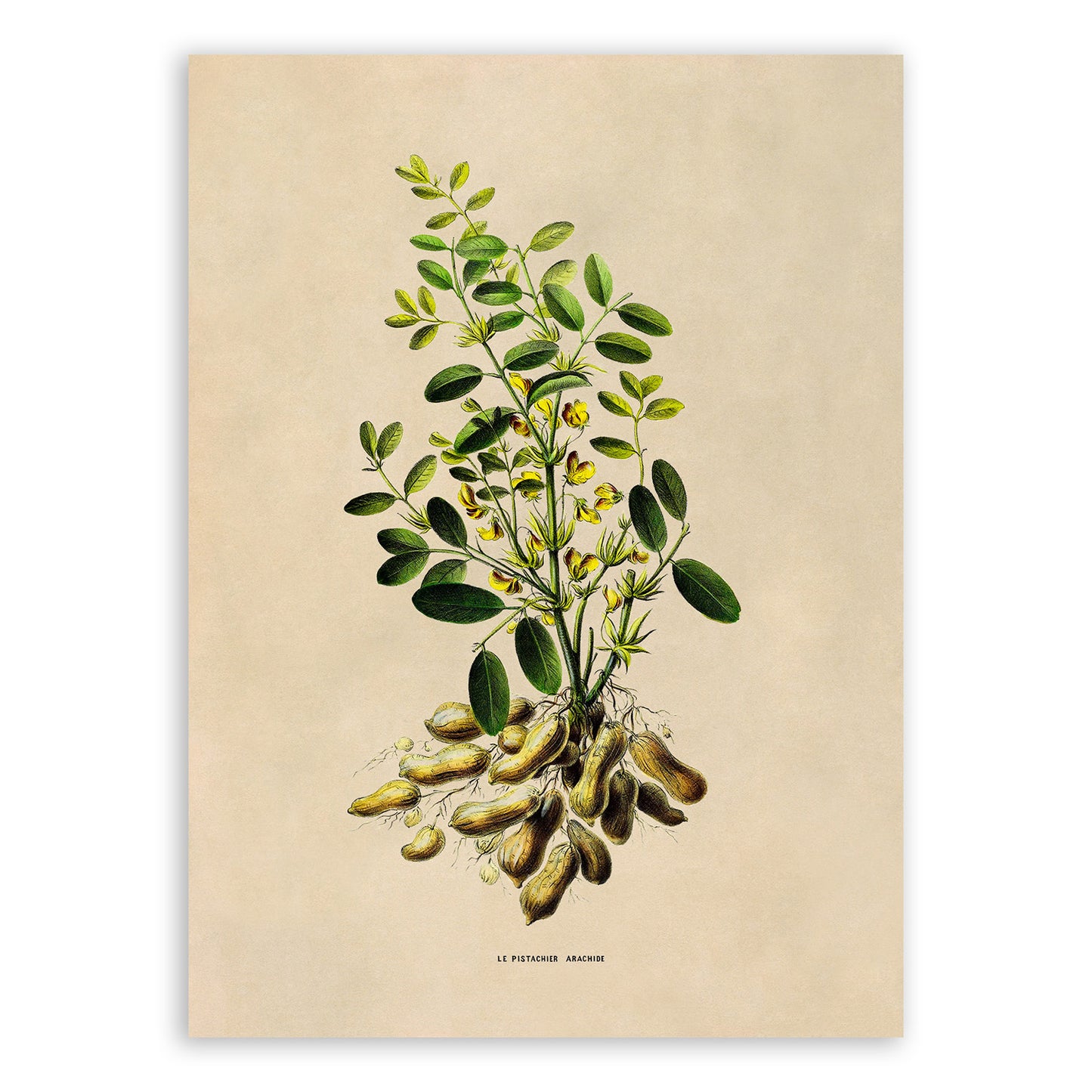 Peanut Plant Botanical Illustration Print, FDA133