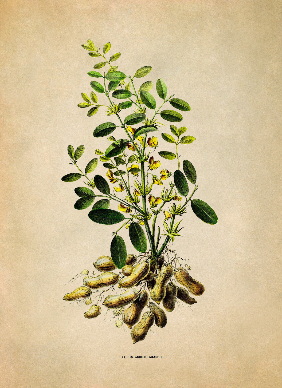 Peanut Plant Botanical Illustration Print, FDA133