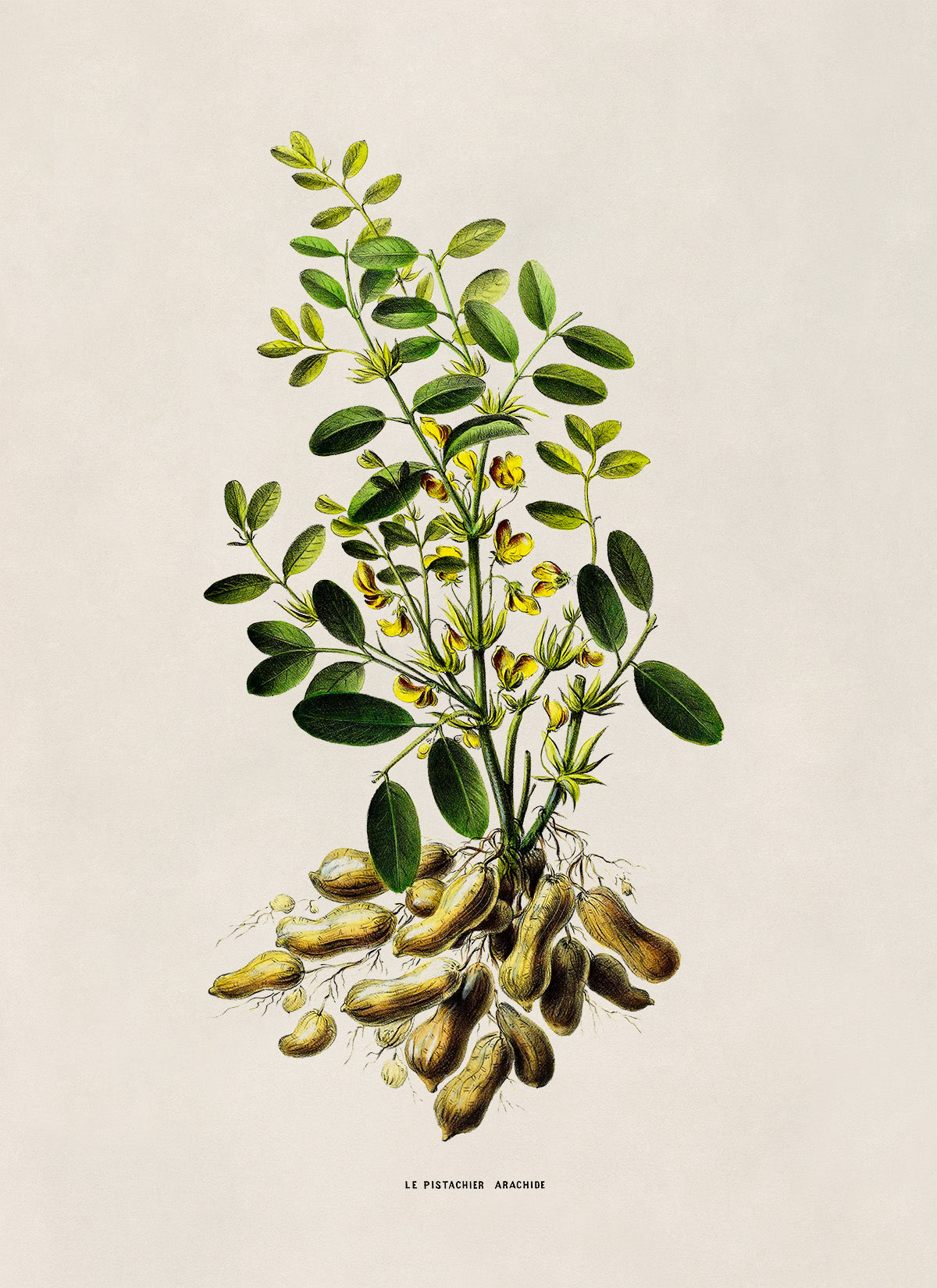 Peanut Plant Botanical Illustration Print, FDA133