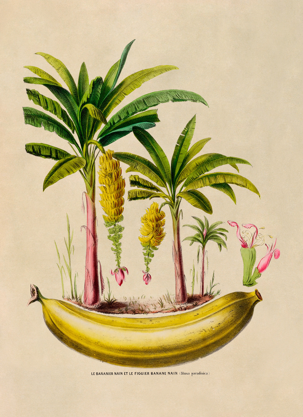 Banana Tree Botanical Illustration Print, FDA134