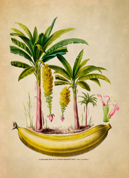 Banana Tree Botanical Illustration Print, FDA134