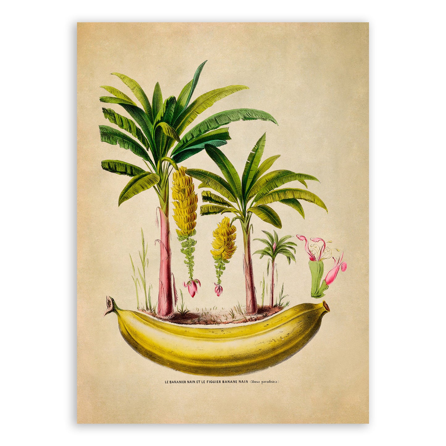 Banana Tree Botanical Illustration Print, FDA134