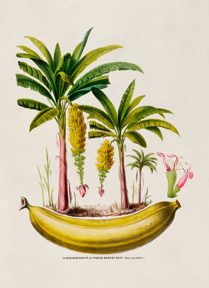 Banana Tree Botanical Illustration Print, FDA134