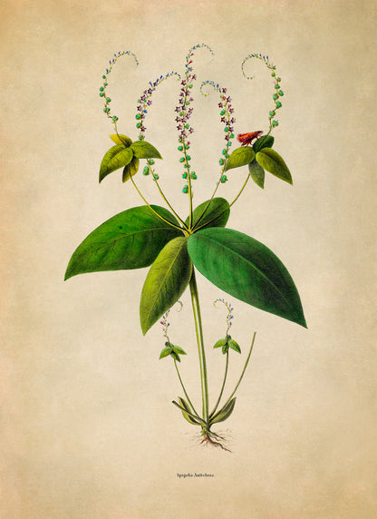 Pinkroot Plant Botanical Illustration Print, FDA135