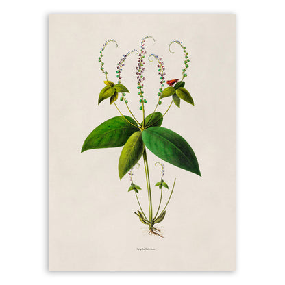 Pinkroot Plant Botanical Illustration Print, FDA135