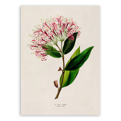 Cinchona Plant Botanical Illustration Print, FDA137