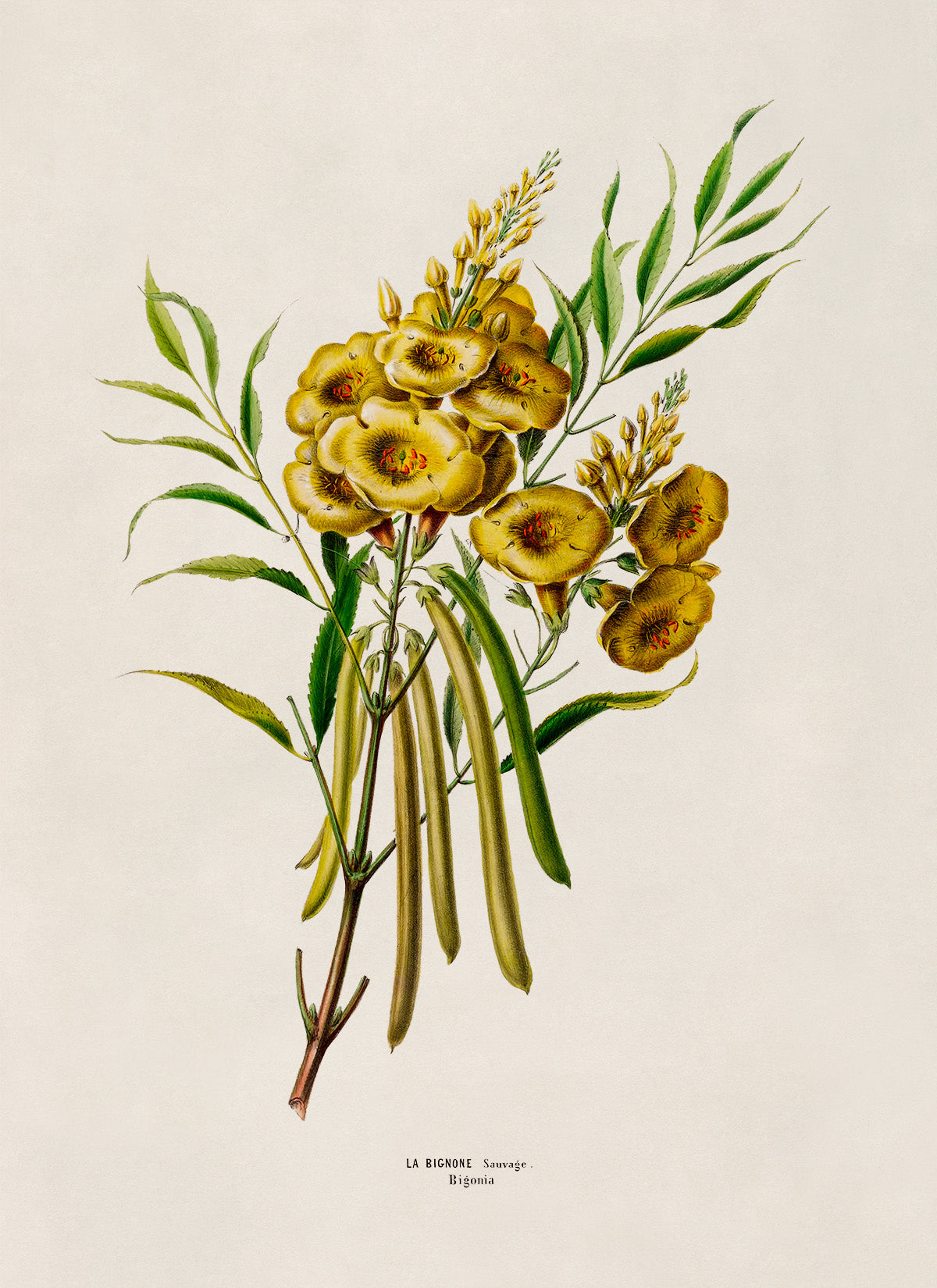 Yellow Bells Flower Botanical Illustration Print, FDA138