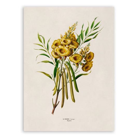 Yellow Bells Flower Botanical Illustration Print, FDA138