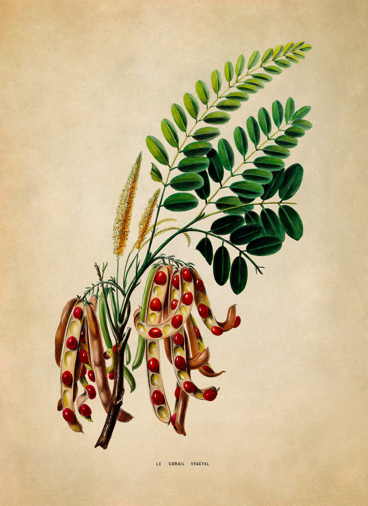 Red Sandalwood Tree Botanical Illustration Print, FDA139