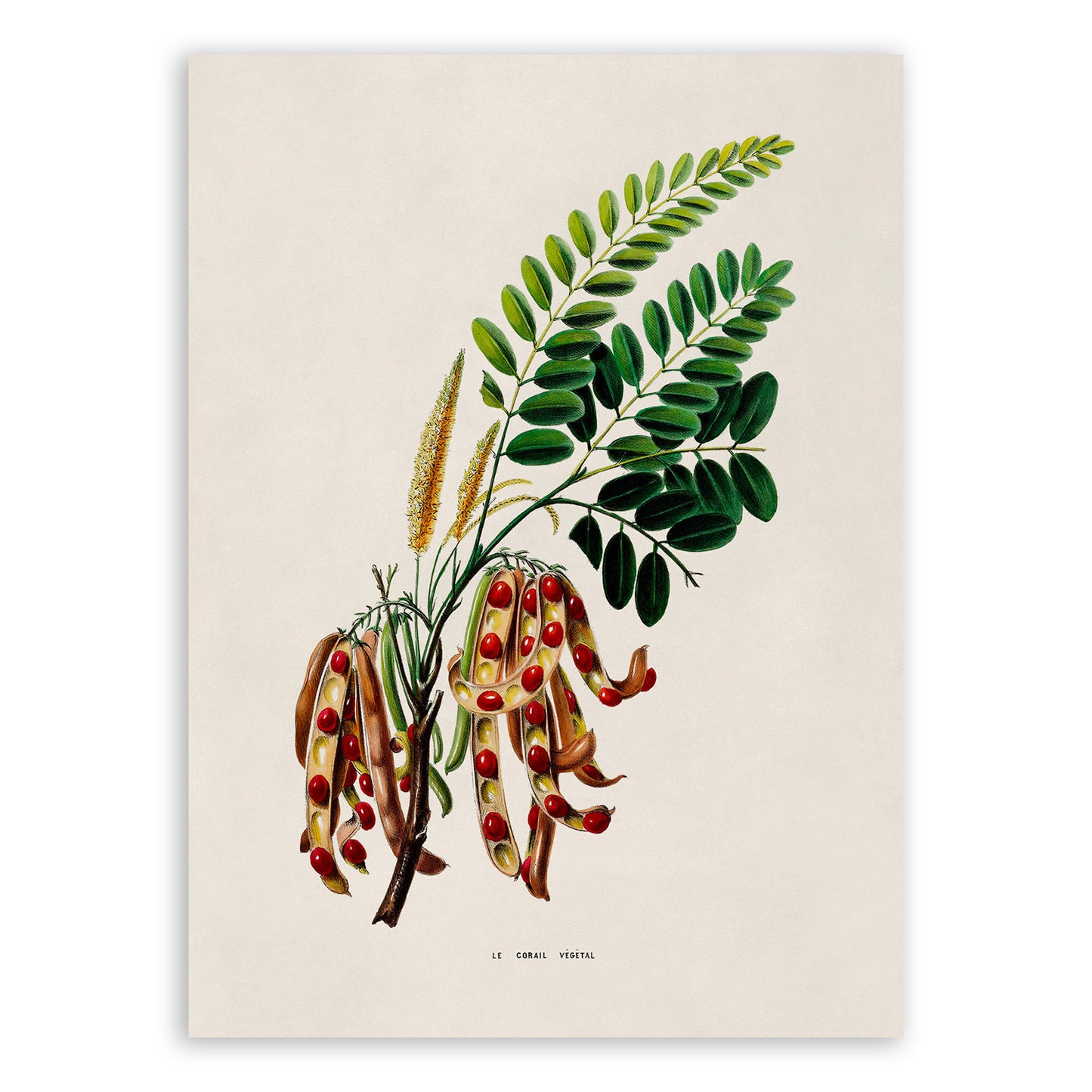 Red Sandalwood Tree Botanical Illustration Print, FDA139