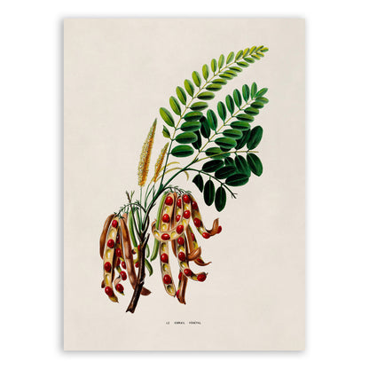 Red Sandalwood Tree Botanical Illustration Print, FDA139