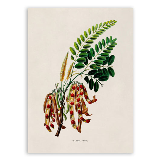 Red Sandalwood Tree Botanical Illustration Print, FDA139