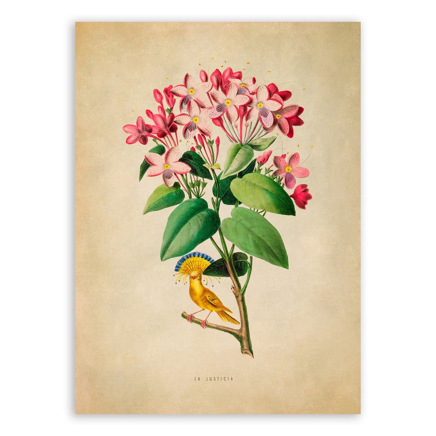 Tropical Pink Flower Botanical Illustration Print, FDA13