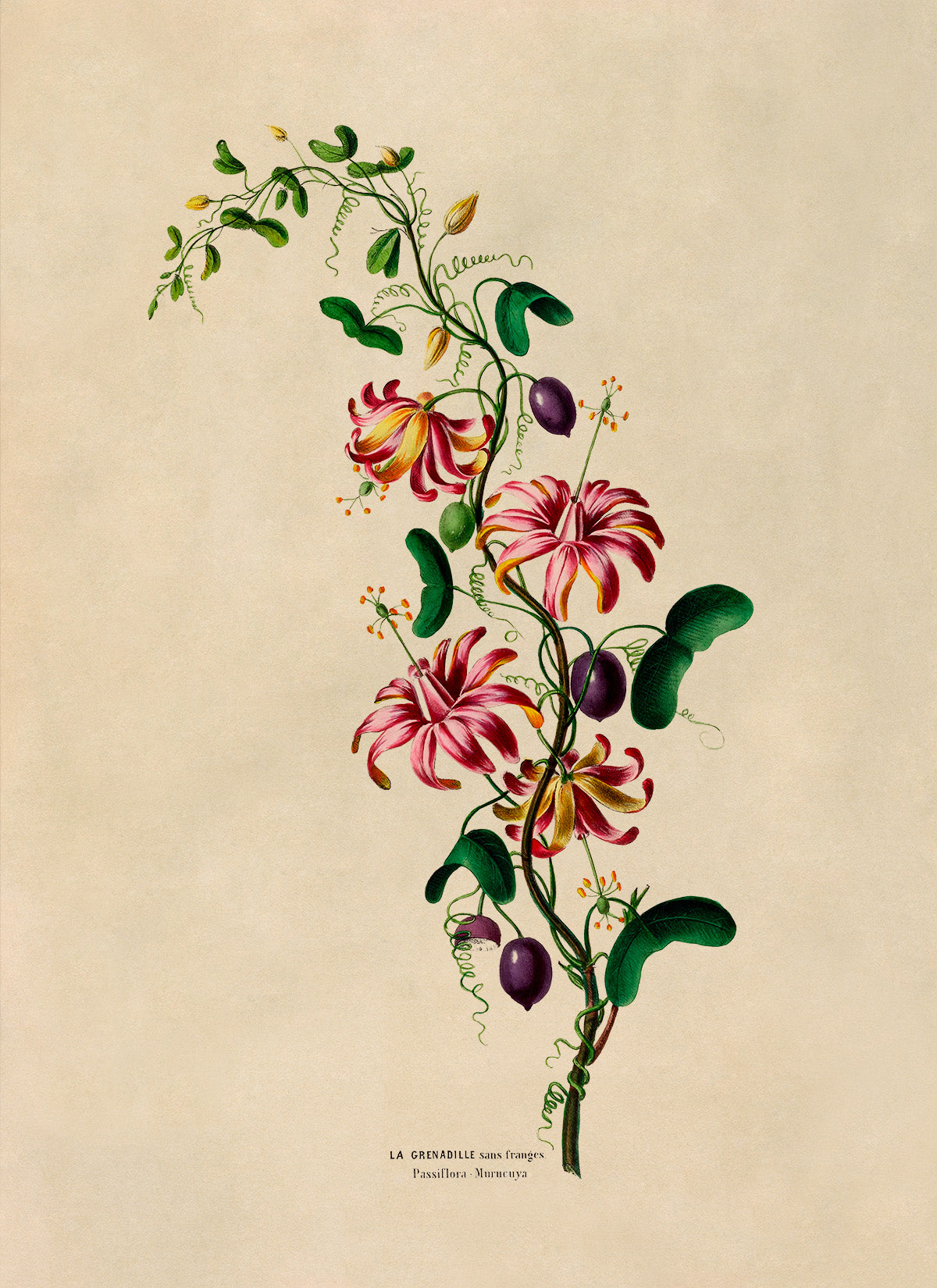 Passion Flower Botanical Illustration Print, FDA140