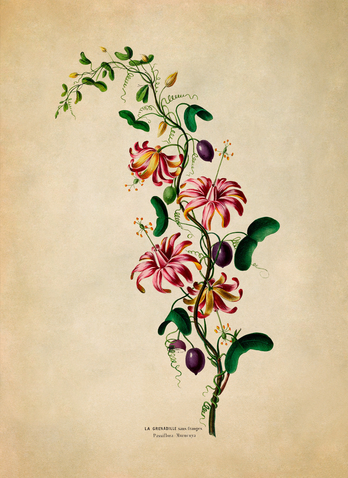 Passion Flower Botanical Illustration Print, FDA140