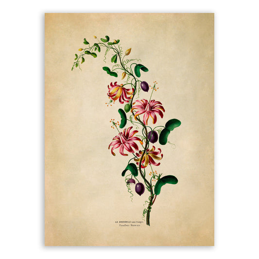 Passion Flower Botanical Illustration Print, FDA140