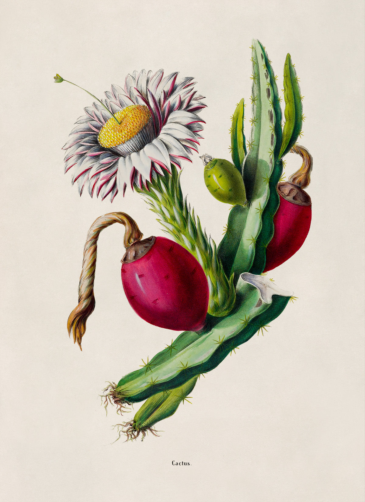 Dragon Fruit Cactus Flower Botanical Illustration Print, FDA141