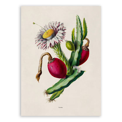 Dragon Fruit Cactus Flower Botanical Illustration Print, FDA141