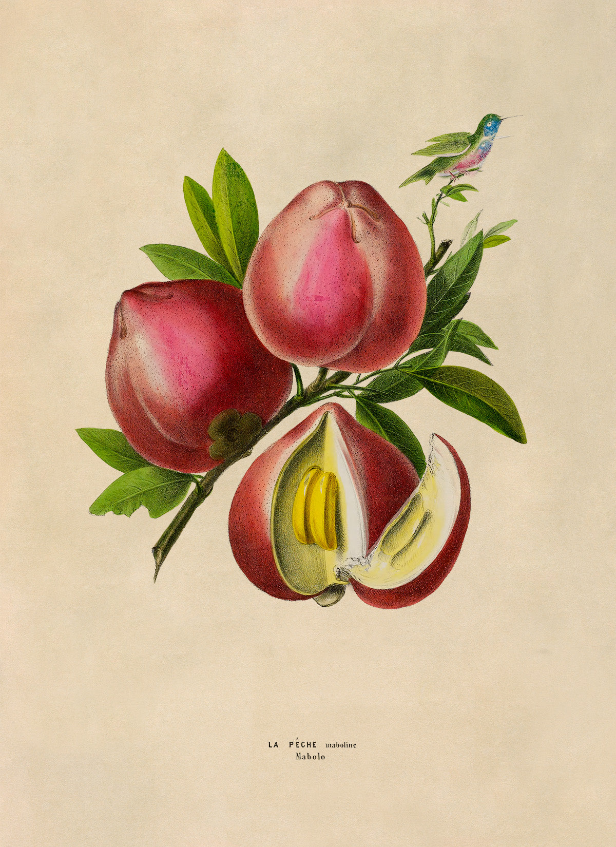 Peach Fruit Plant Botanical Illustration Print, FDA143