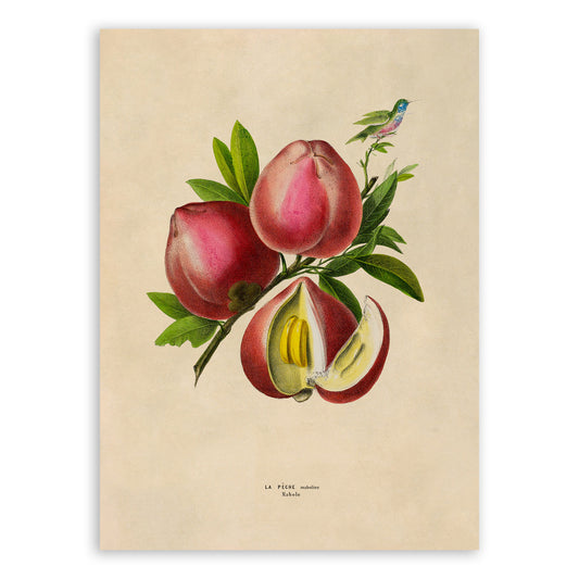 Peach Fruit Plant Botanical Illustration Print, FDA143