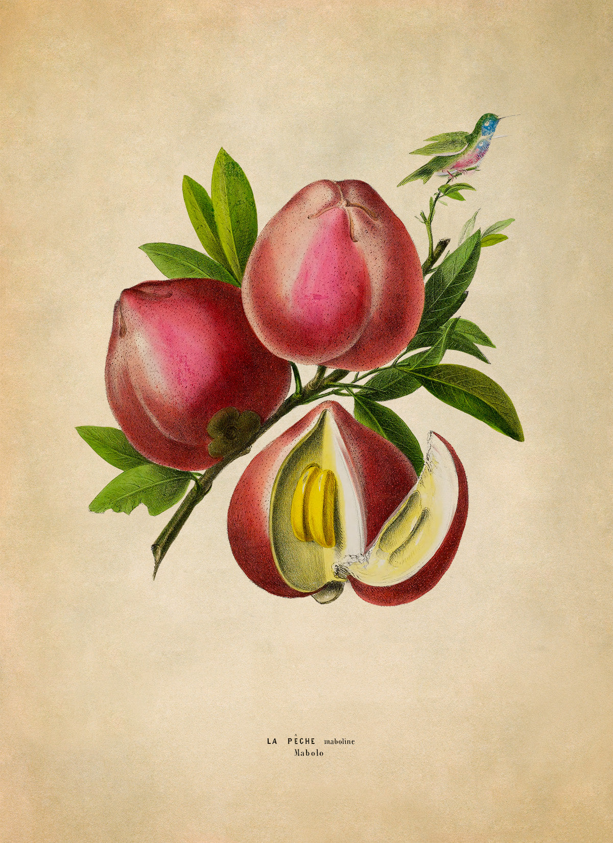 Peach Fruit Plant Botanical Illustration Print, FDA143