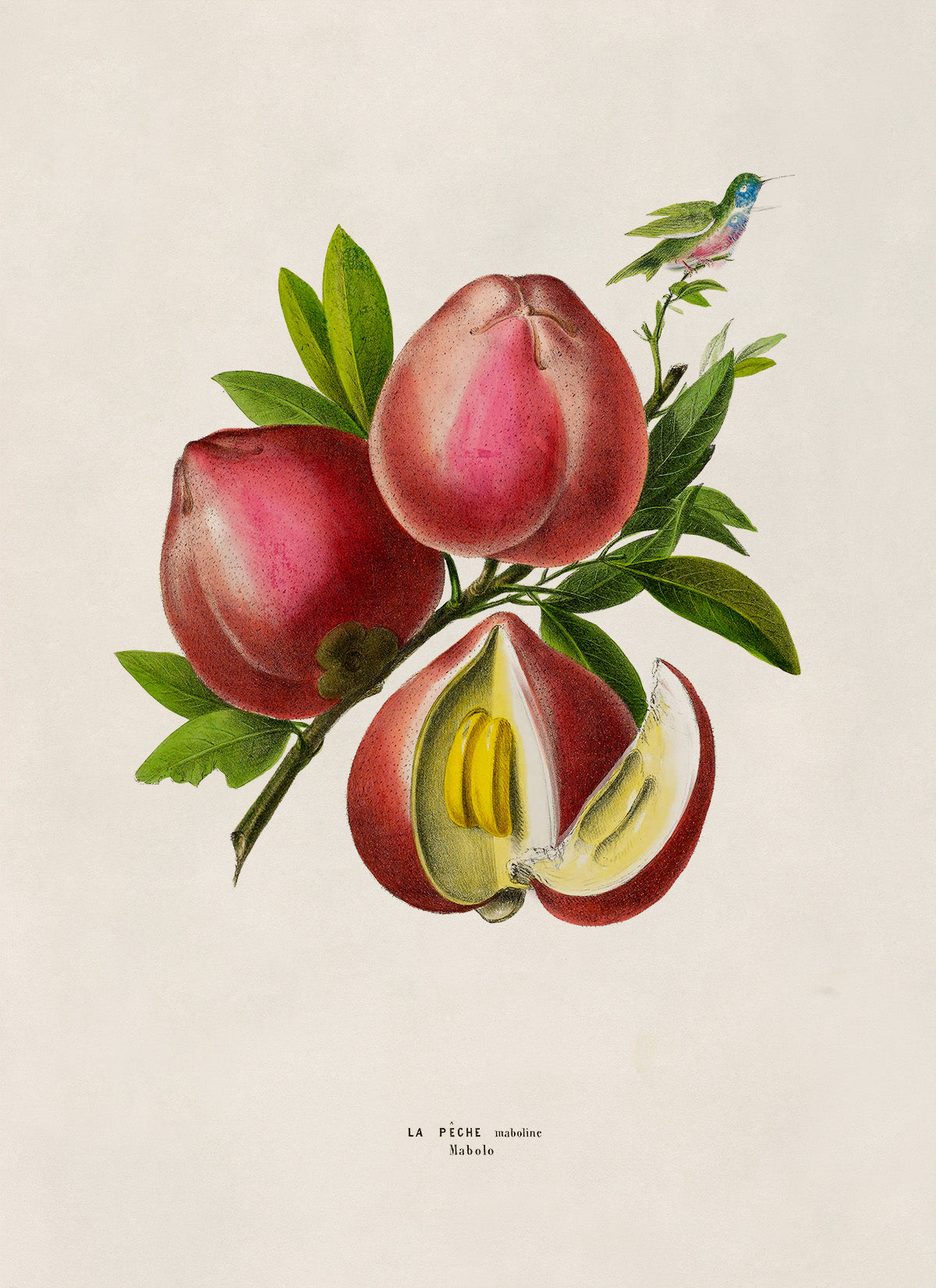 Peach Fruit Plant Botanical Illustration Print, FDA143