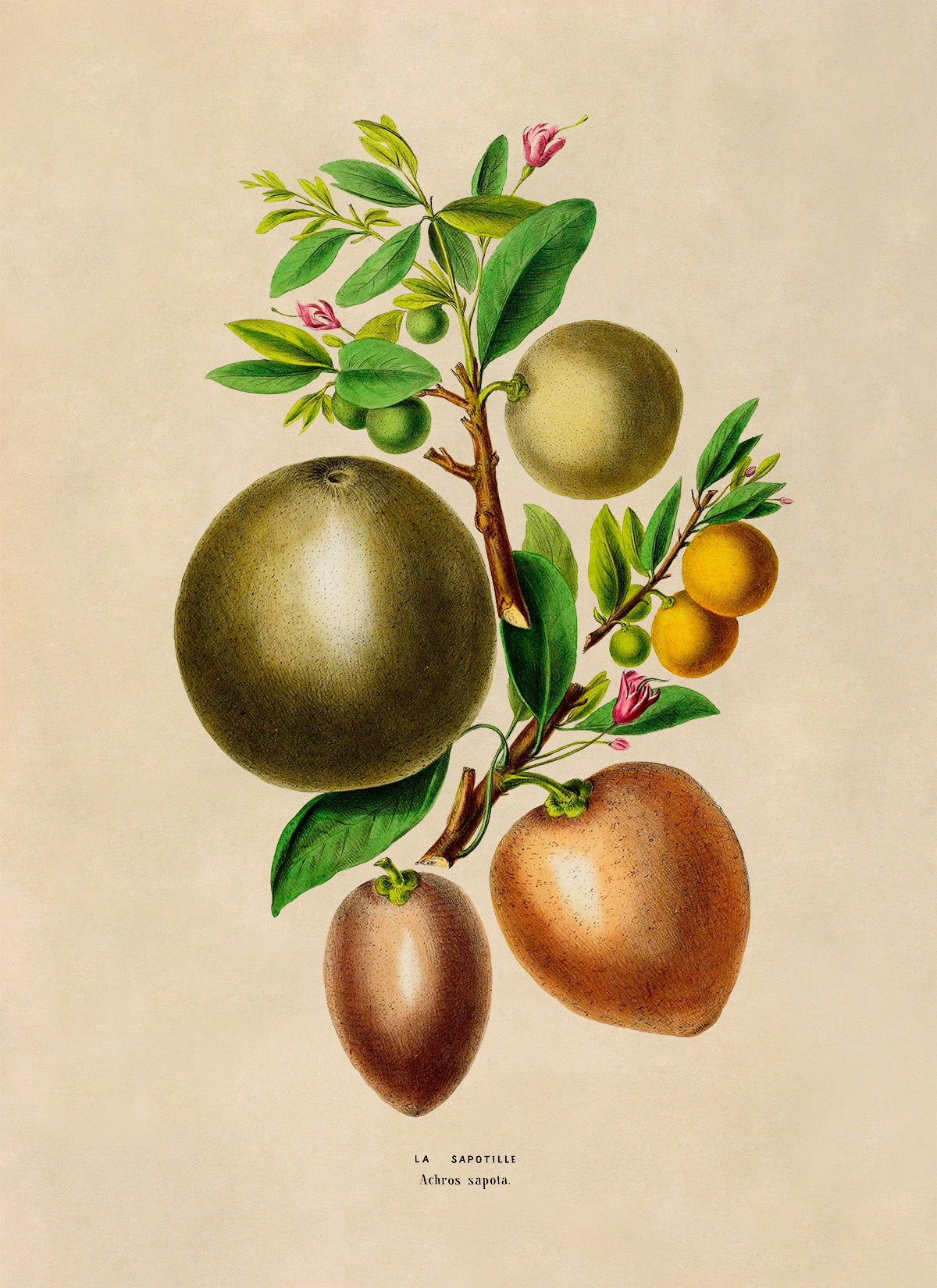 Sapodilla Plant Botanical Illustration Print, FDA144