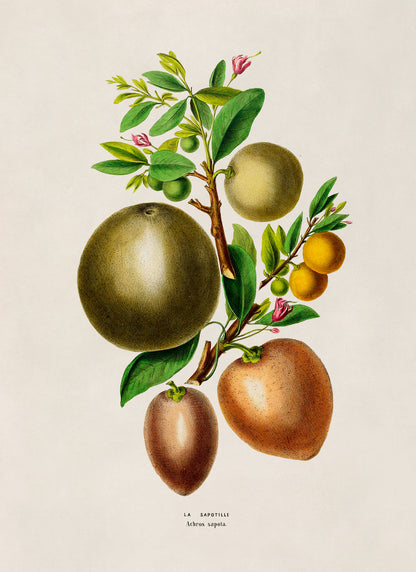 Sapodilla Plant Botanical Illustration Print, FDA144