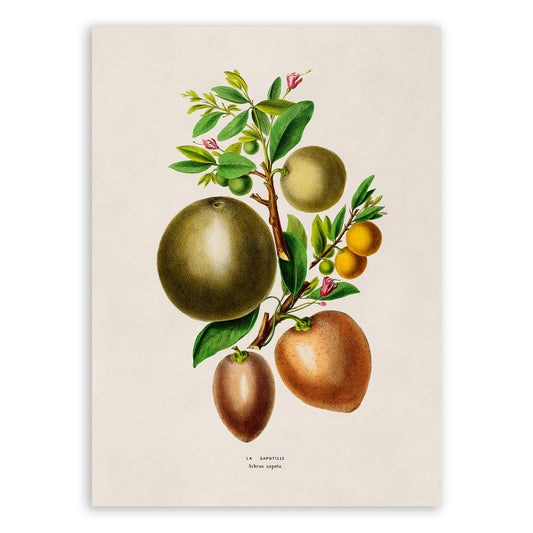 Sapodilla Plant Botanical Illustration Print, FDA144