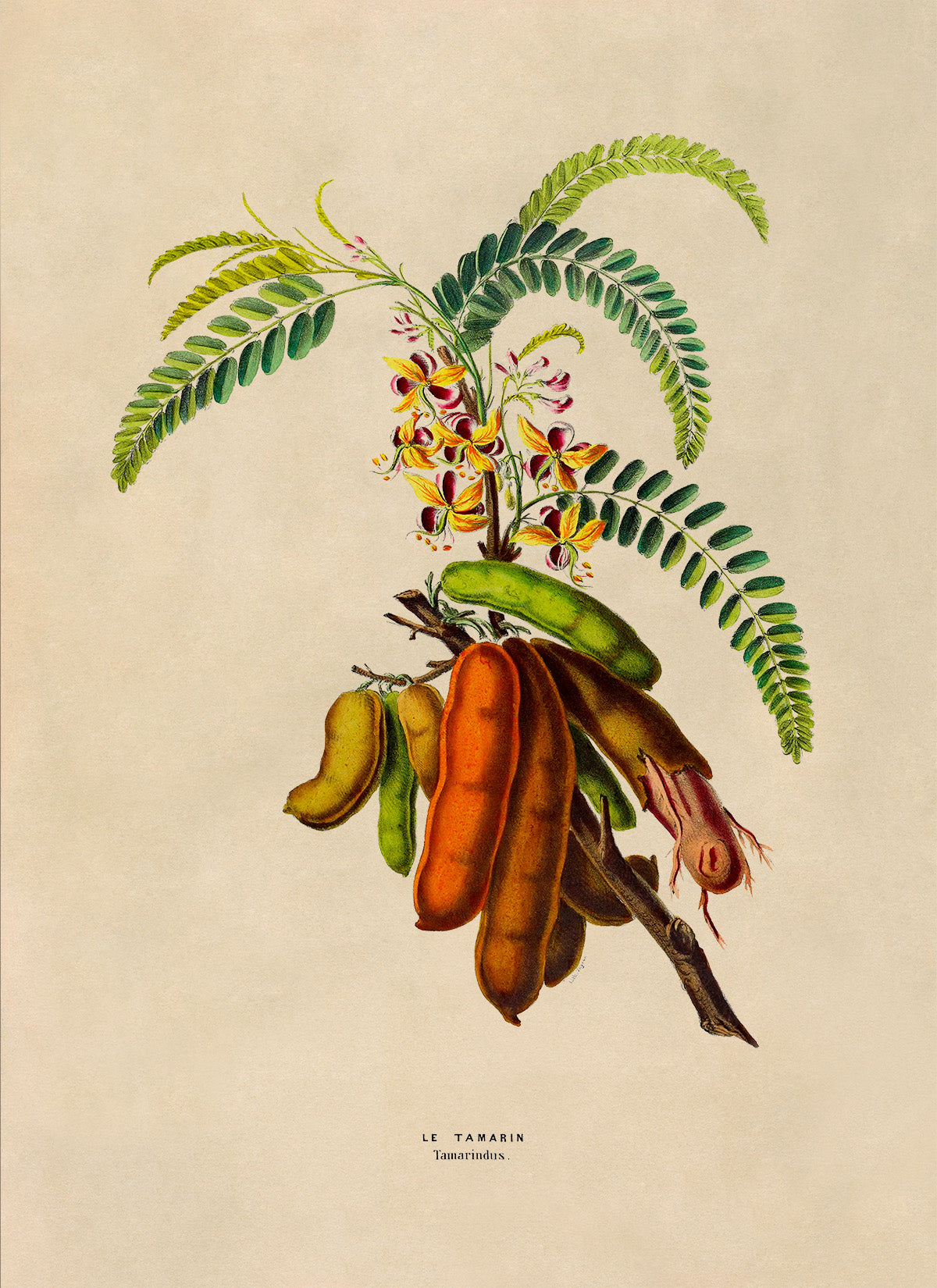 Tamarind Plant Botanical Illustration Print, FDA145