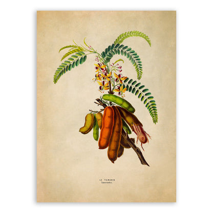 Tamarind Plant Botanical Illustration Print, FDA145