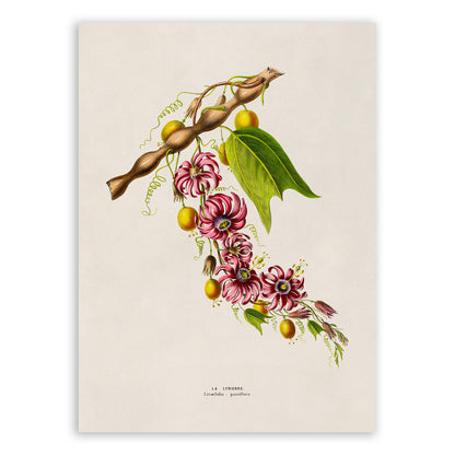 Passion Flower Plant Botanical Illustration Print, FDA146