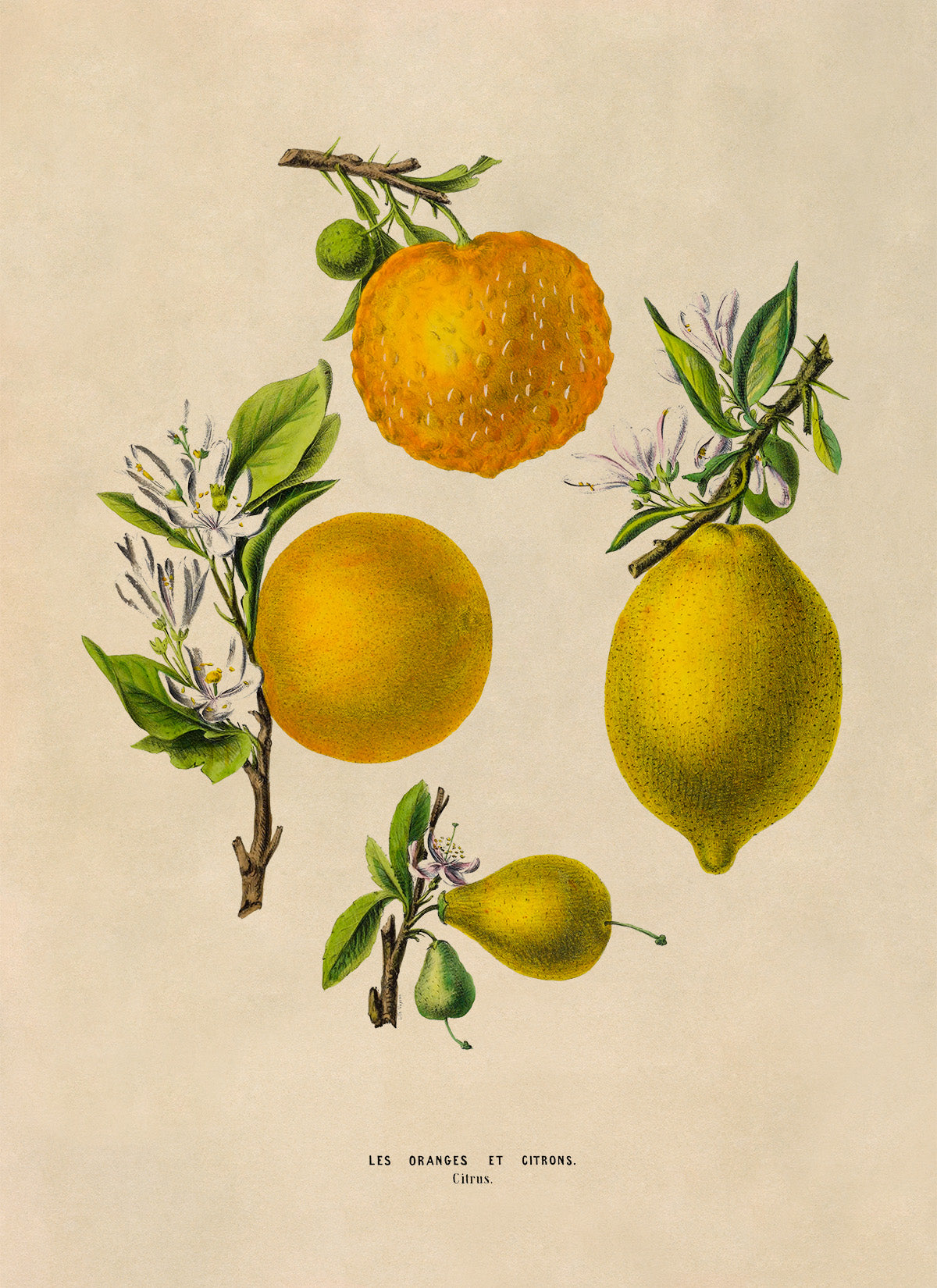 Citrus Fruit Plants Botanical Illustration Print, FDA147