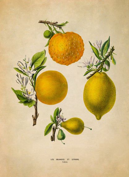 Citrus Fruit Plants Botanical Illustration Print, FDA147