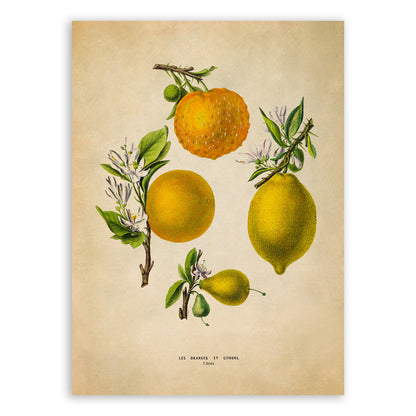 Citrus Fruit Plants Botanical Illustration Print, FDA147