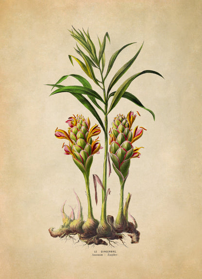 Ginger Plant Botanical Illustration Print, FDA149