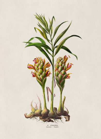 Ginger Plant Botanical Illustration Print, FDA149