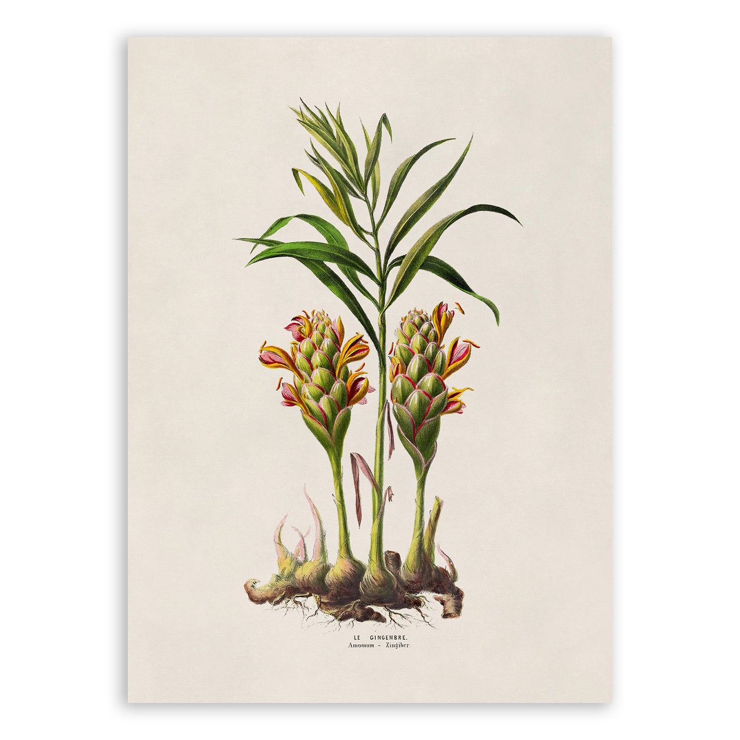 Ginger Plant Botanical Illustration Print, FDA149