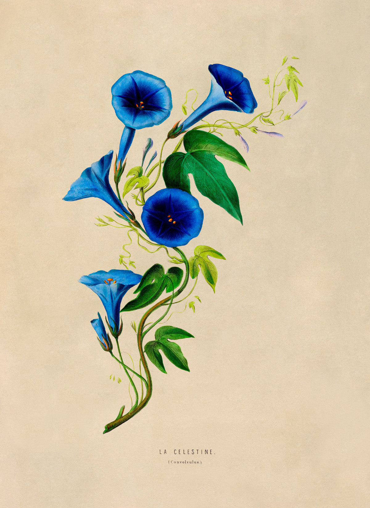 Morning Glory Flower Botanical Illustration Print, FDA14