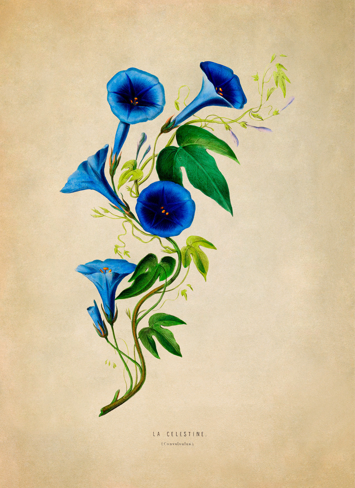 Morning Glory Flower Botanical Illustration Print, FDA14