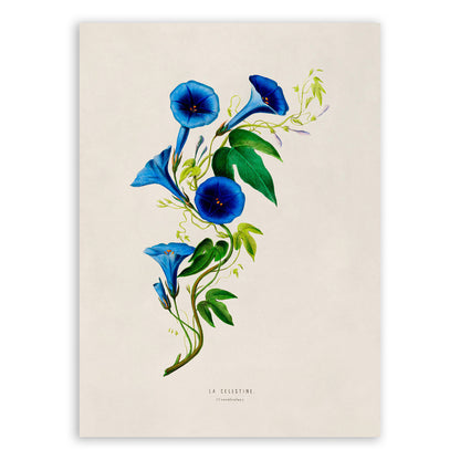 Morning Glory Flower Botanical Illustration Print, FDA14