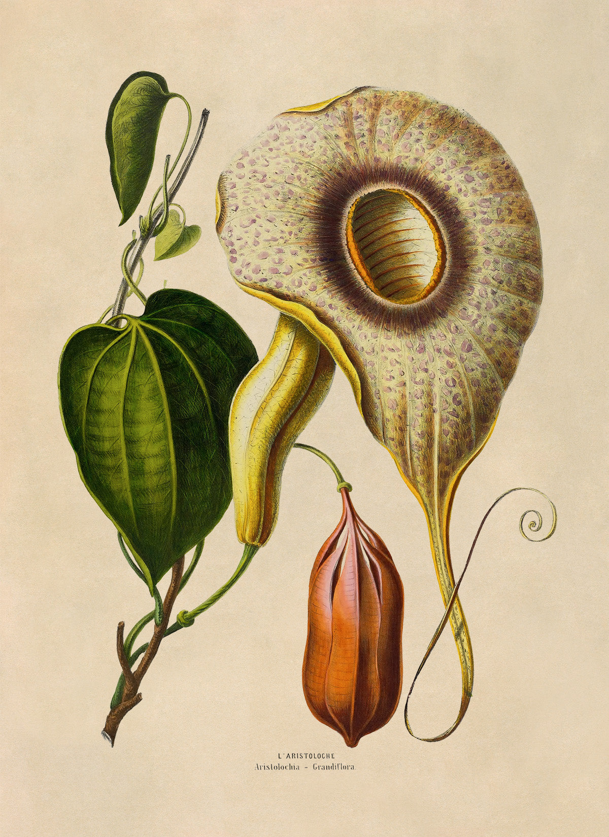 Pelican Flower Plant Botanical Illustration Print, FDA149