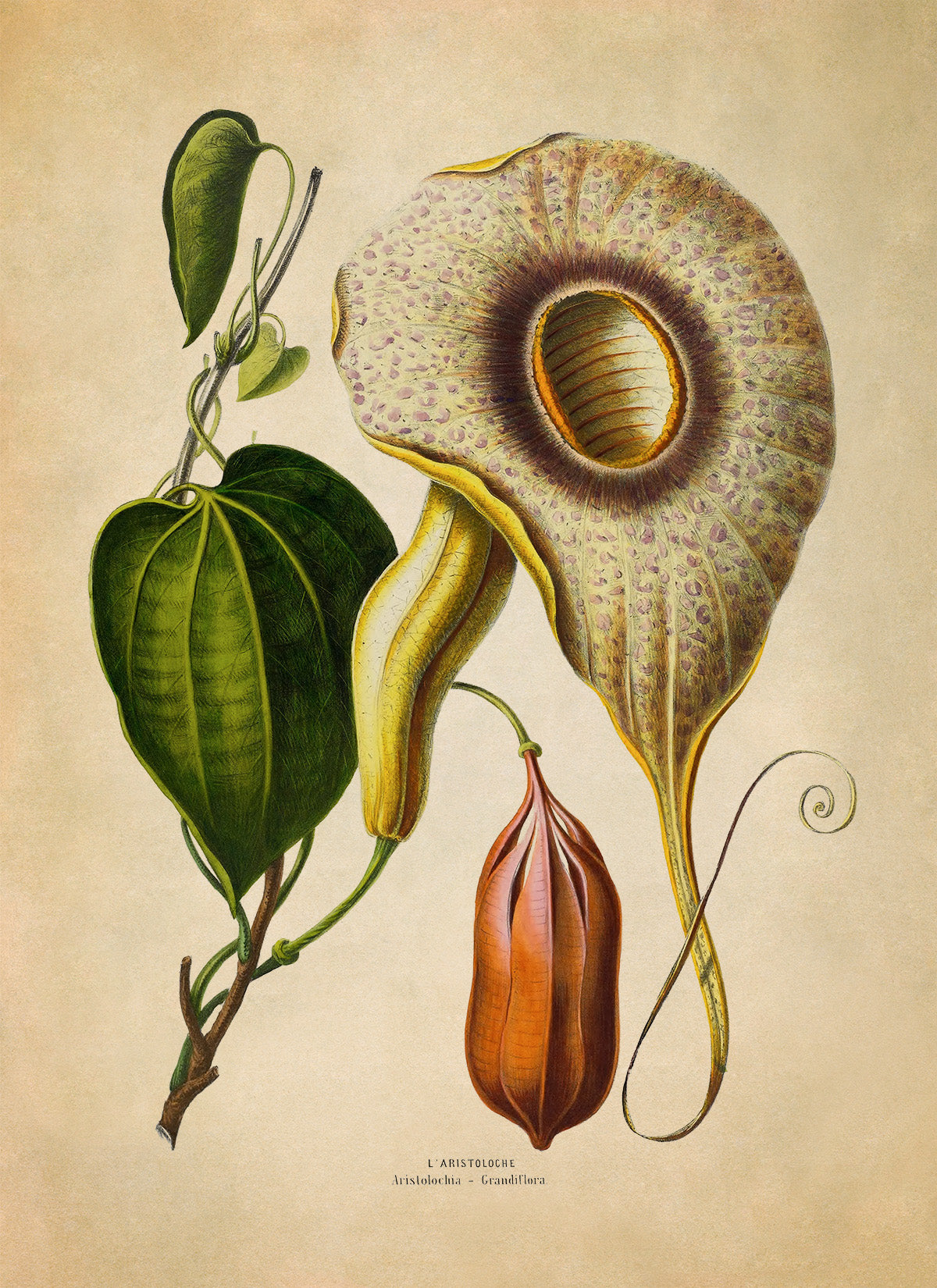 Pelican Flower Plant Botanical Illustration Print, FDA149