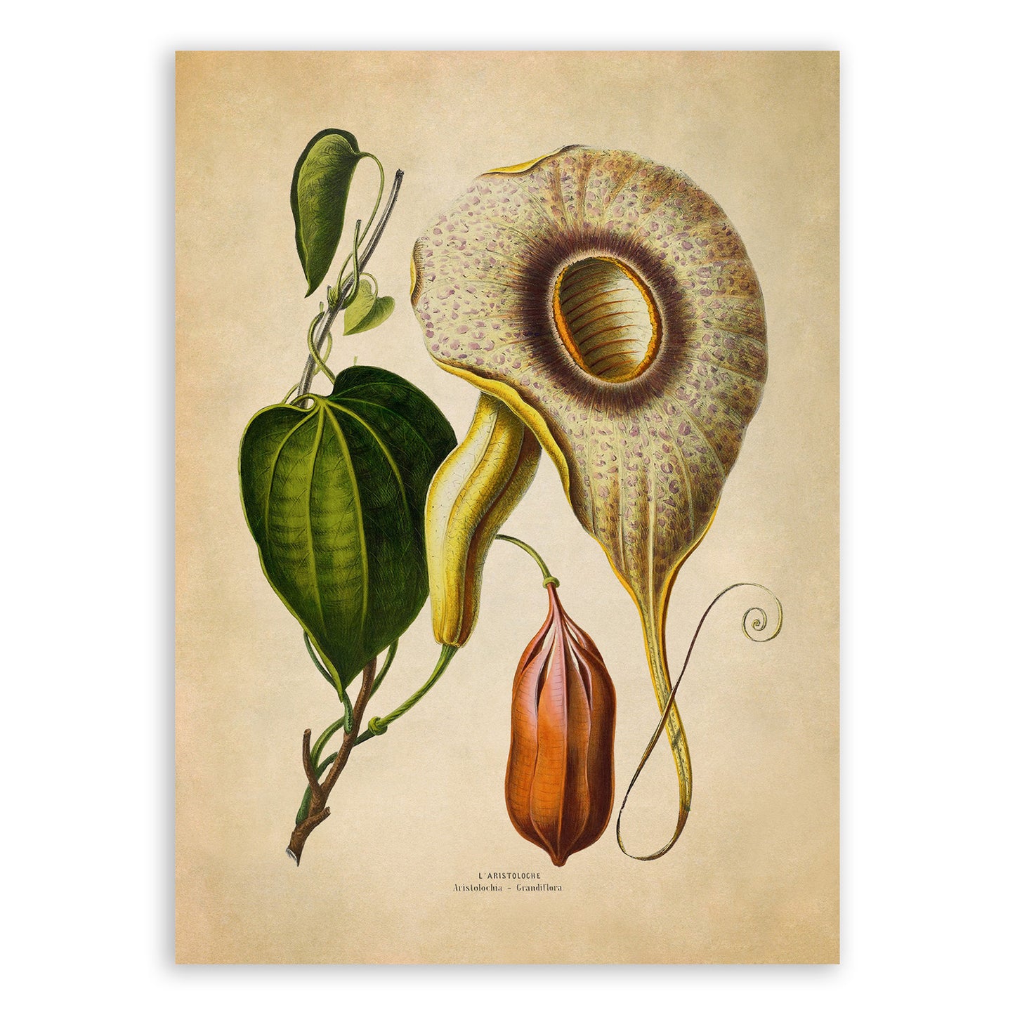 Pelican Flower Plant Botanical Illustration Print, FDA149