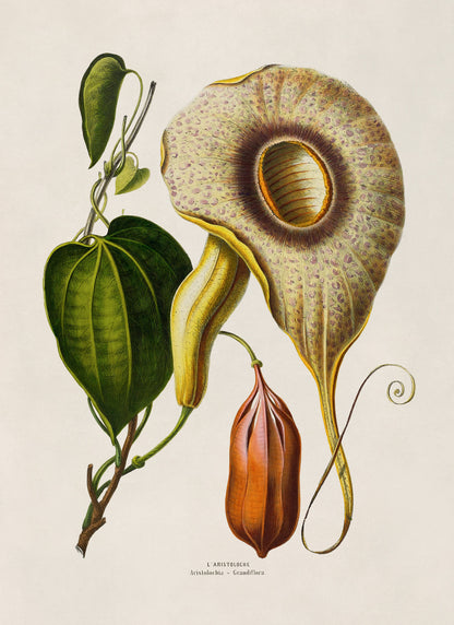 Pelican Flower Plant Botanical Illustration Print, FDA149