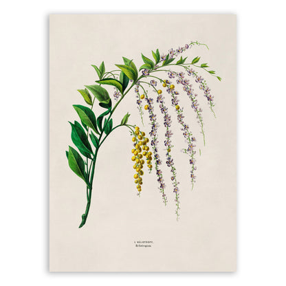 Golden Dewdrop Plant Botanical Illustration Print, FDA151